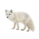 Emoji renarddesneiges1