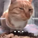 Emoji Cat_sideeye