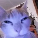 Emoji cat