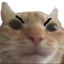 Emoji angrycat