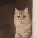 Emoji wtama_catleave