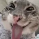 Emoji Mine_GatinRindo