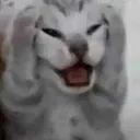 Emoji caty