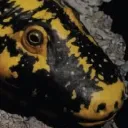 Emoji mavienestquesouffrance