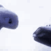 Emoji F_Kiss_Beurk