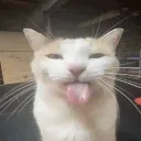 Emoji blepchat