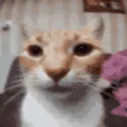 Emoji catstare