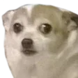 Emoji PR_Dogwtf