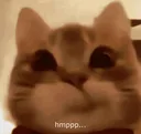 Emoji 937042hmpppcat