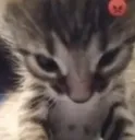 Emoji 309380angycat