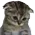 Emoji sadcat