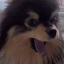 Emoji HL_01_chien