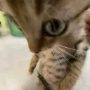 Emoji 05683aeb097a8bd78d46dddc1c5c3829