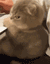 Emoji cat_colere