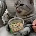 Emoji cat_mange