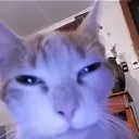 Emoji cat_mouais