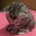 Emoji cat_sorry