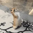 Emoji cat_obeis