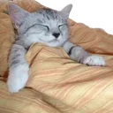 Emoji cat_dodo