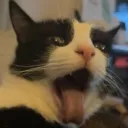 Emoji utahlamourdemaviequitirelalangue