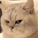 Emoji 521863sideeyecat