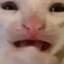 Emoji scaredcat
