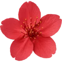 Emoji czerwony_kwiatek