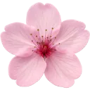 Emoji rozowy_kwiatek