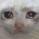 Emoji sadcat