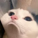 Emoji sadcat