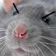 Emoji 54_angry_rat