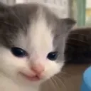 Emoji 99_cat_ehe