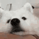 Emoji boop