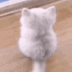 Emoji Grid_catwaitwagtail