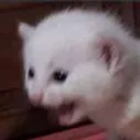 Emoji Ha