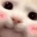 Emoji CatBlush