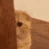 Emoji catpeak