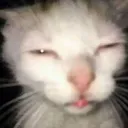 Emoji 59_goofyahcat