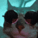 Emoji catflex