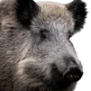 Emoji sanglier1