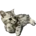 Emoji catpose