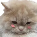Emoji angelCCsadcat