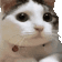Emoji c_no