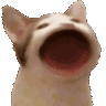 Emoji Catpop_LS