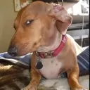 Emoji what_dog