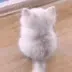 Emoji z_cutacat