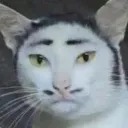 Emoji frenchcat