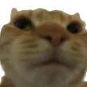 Emoji Cat_1What