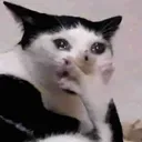 Emoji cat_omg_chocked