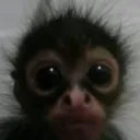 Emoji Capturedcran20260318222935